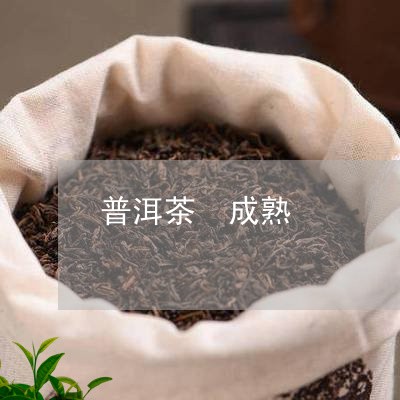 普洱茶 成熟/2023042844900